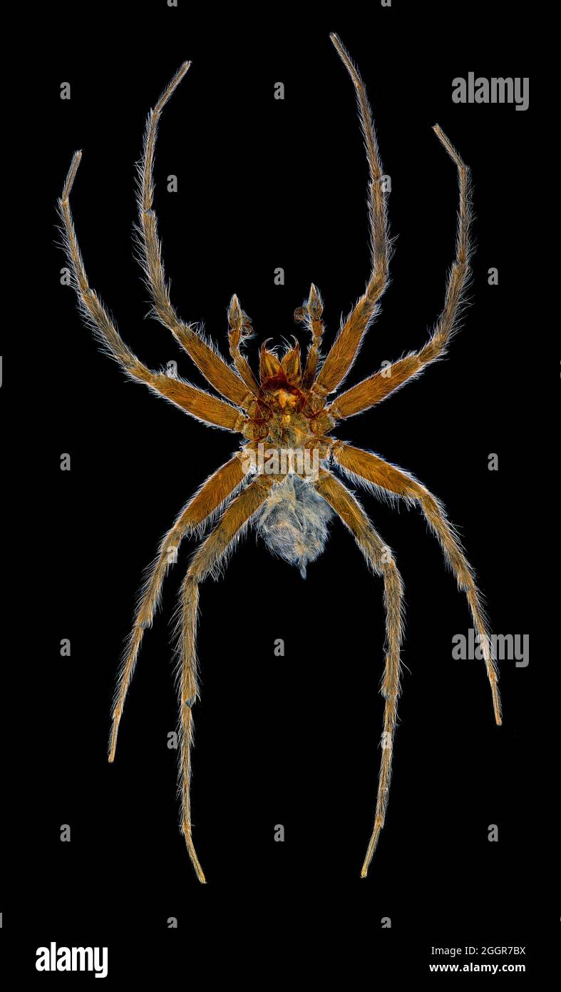 Spider, darkfield photomicrograph Stock Photo
