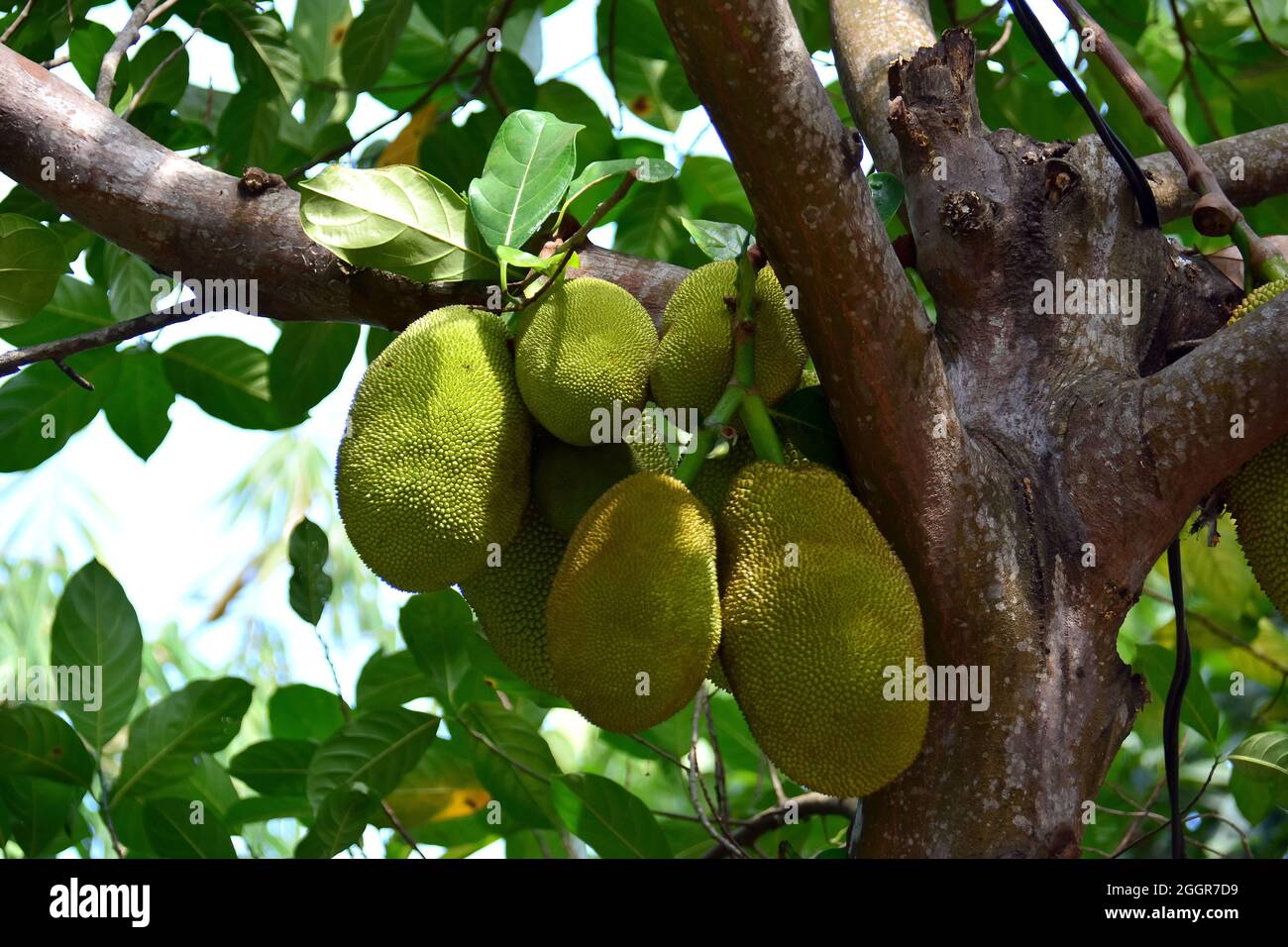 Jackfruit, jack tree, Jackfruchtbaum, Jackfrucht, Artocarpus heterophyllus, jákafa, Indonesia