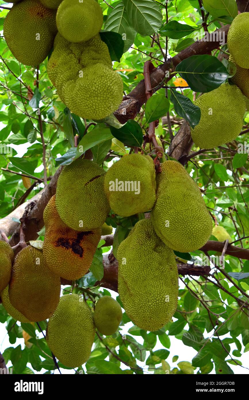 Jackfruit, jack tree, Jackfruchtbaum, Jackfrucht, Artocarpus