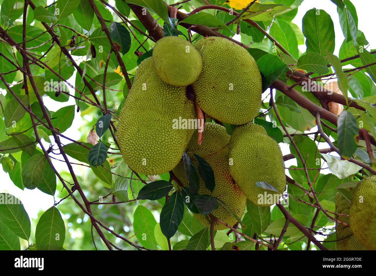 Jackfruit, jack tree, Jackfruchtbaum, Jackfrucht, Artocarpus