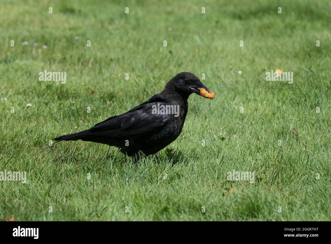 A crow in Myrtle Edwards Park eating a tater tot. Stock Photo