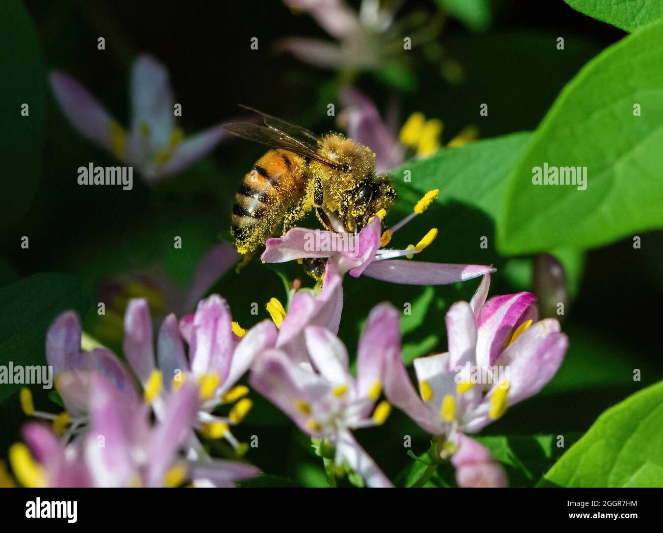 A Honeybee covered in pollen and collecting nectar from the delicate pink flowers of a green bush. Stock Photo