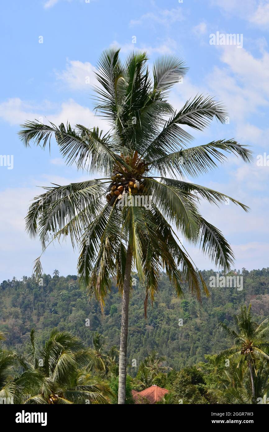 coconut tree, coconut palm, Kokospalme, Kokosnusspalme, Kokosnuss, Cocos nucifera, kókuszpálma, Indonesia, Asia Stock Photo