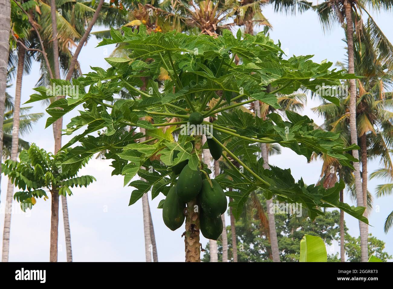 papaya, papaw, pawpaw, Melonenbaum, Papayabaum, Carica papaya, papaja