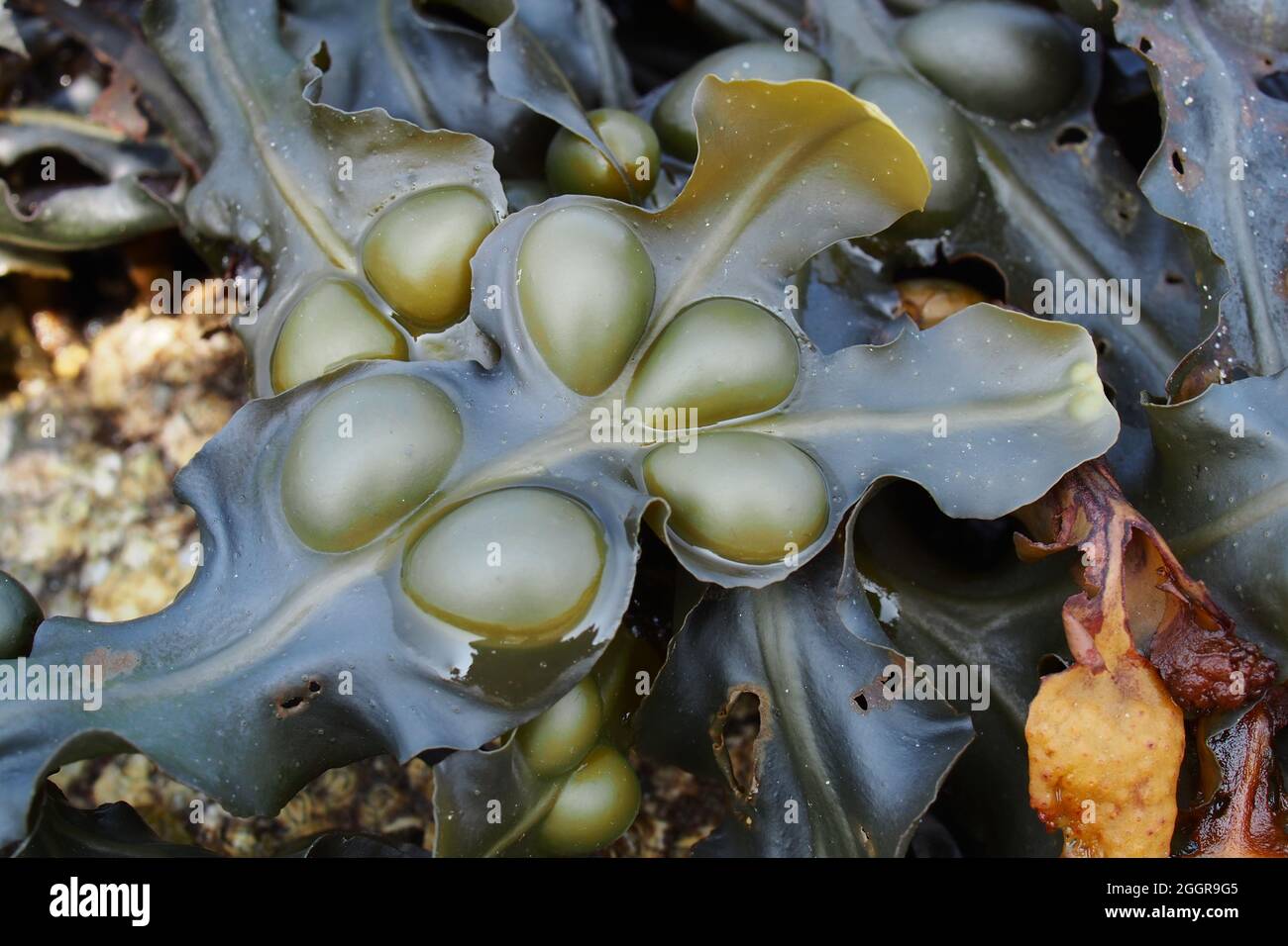 Close up of Bladder wrack seaweed at low tide on a beach Stock Photo