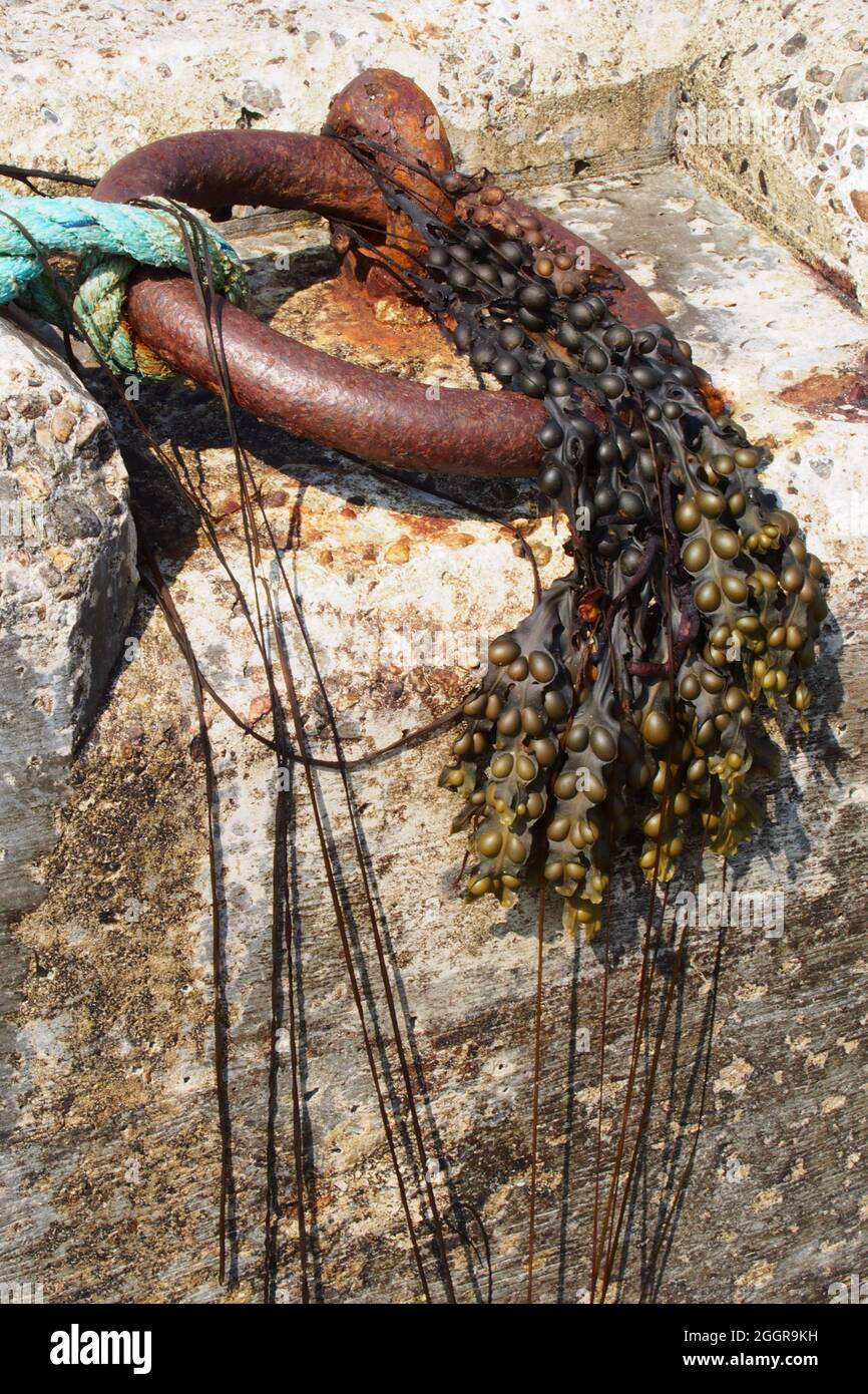 A close up of a mooring ring on a marine slipway, attached to blue rope and with bladder wrack seaweed hanging from it Stock Photo
