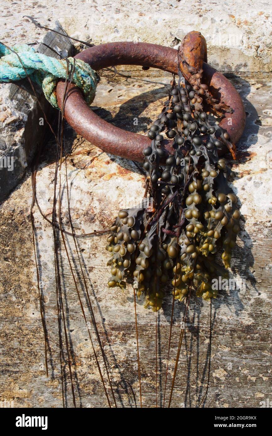 A close up of a mooring ring on a marine slipway, attached to blue rope and with bladder wrack seaweed hanging from it Stock Photo