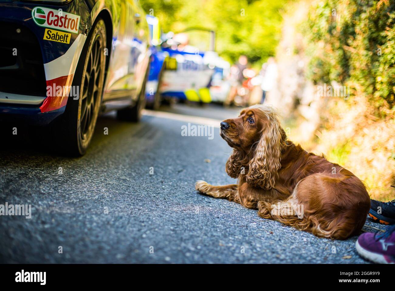 ambiance chien dog during the Rallye du Mont-Blanc Morzine 2021, 4th round of the Championnat de France des Rallyes 2021, from September 2 to 4 in Morzine, France - Photo Bastien Roux / DPPI Stock Photo