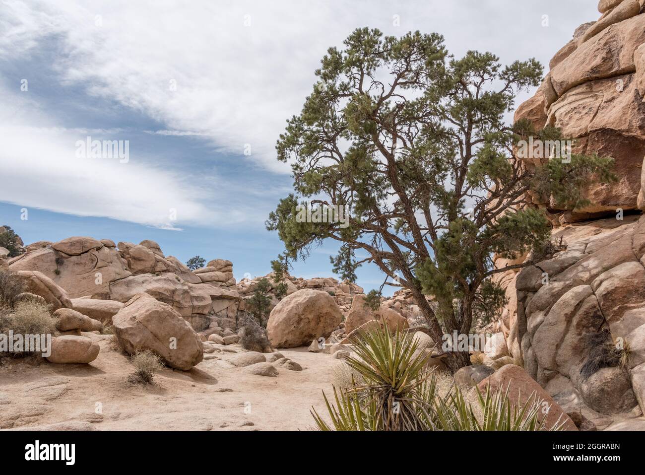 A pinyon pine tree grows near a high rocky wall along the Hidden Valley Nature Trail in Joshua Tree National Park. Stock Photo