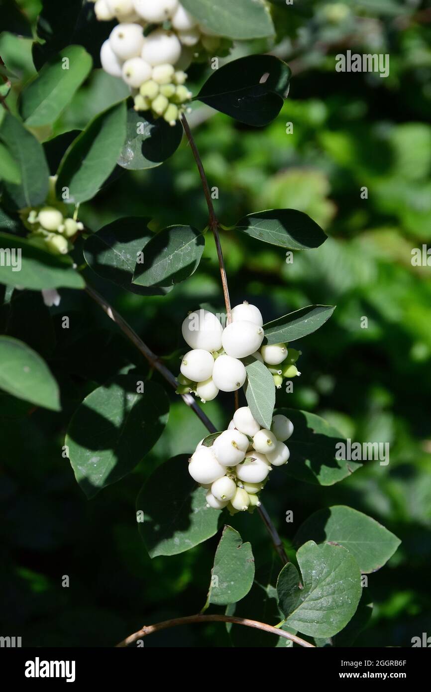 common snowberry, Gewöhnliche Schneebeere, Symphoricarpos albus, fehér hóbogyó, Hungary, Magyarország, Europe Stock Photo