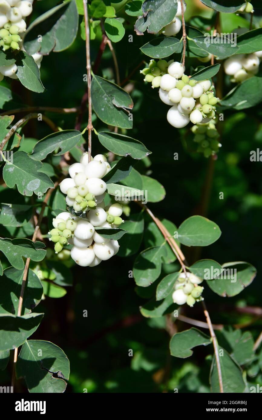 common snowberry, Gewöhnliche Schneebeere, Symphoricarpos albus, fehér hóbogyó, Hungary, Magyarország, Europe Stock Photo