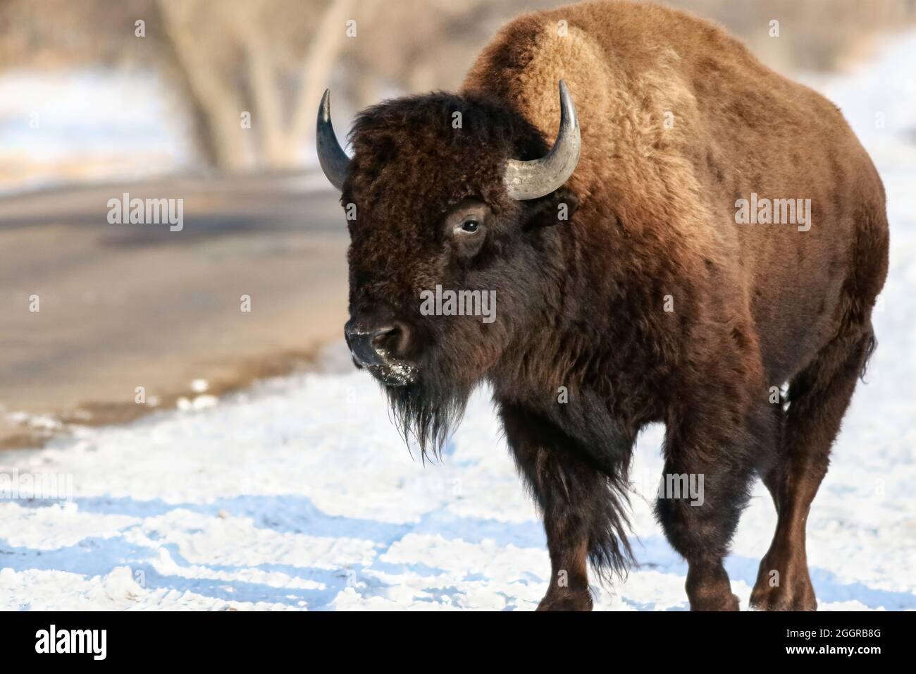 A large bison approaching, walking in the snow by the side of a road in a wildlife refuge in Colorado. Stock Photo