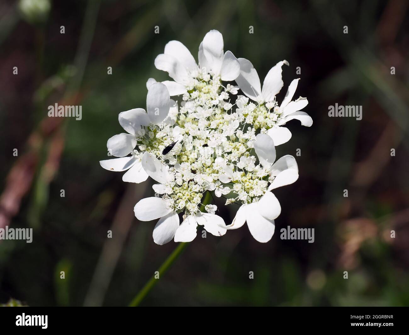 white laceflower, Strahlen-Breitsame, Groß-Strahldolde, Großblütige Strahldolde, Breitsame, Orlaya grandiflora, nagyvirágú laputurbolya, Hungary Stock Photo