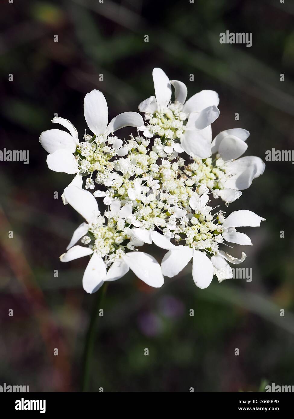 white laceflower, Strahlen-Breitsame, Groß-Strahldolde, Großblütige Strahldolde, Breitsame, Orlaya grandiflora, nagyvirágú laputurbolya, Hungary Stock Photo