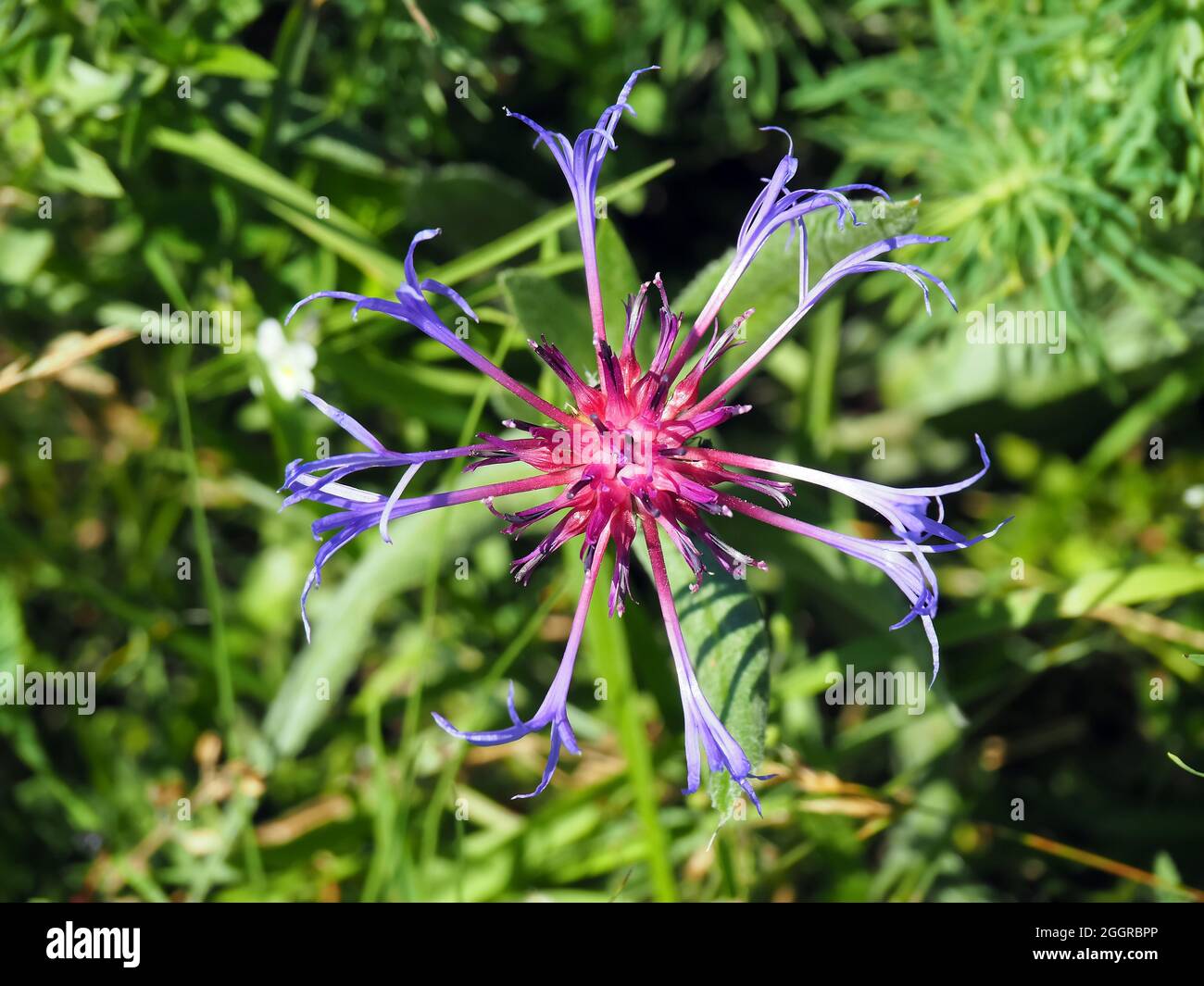 squarrose knapweed, Centaurea triumfettii, tarka imola, Hungary, Magyarország, Europe Stock Photo