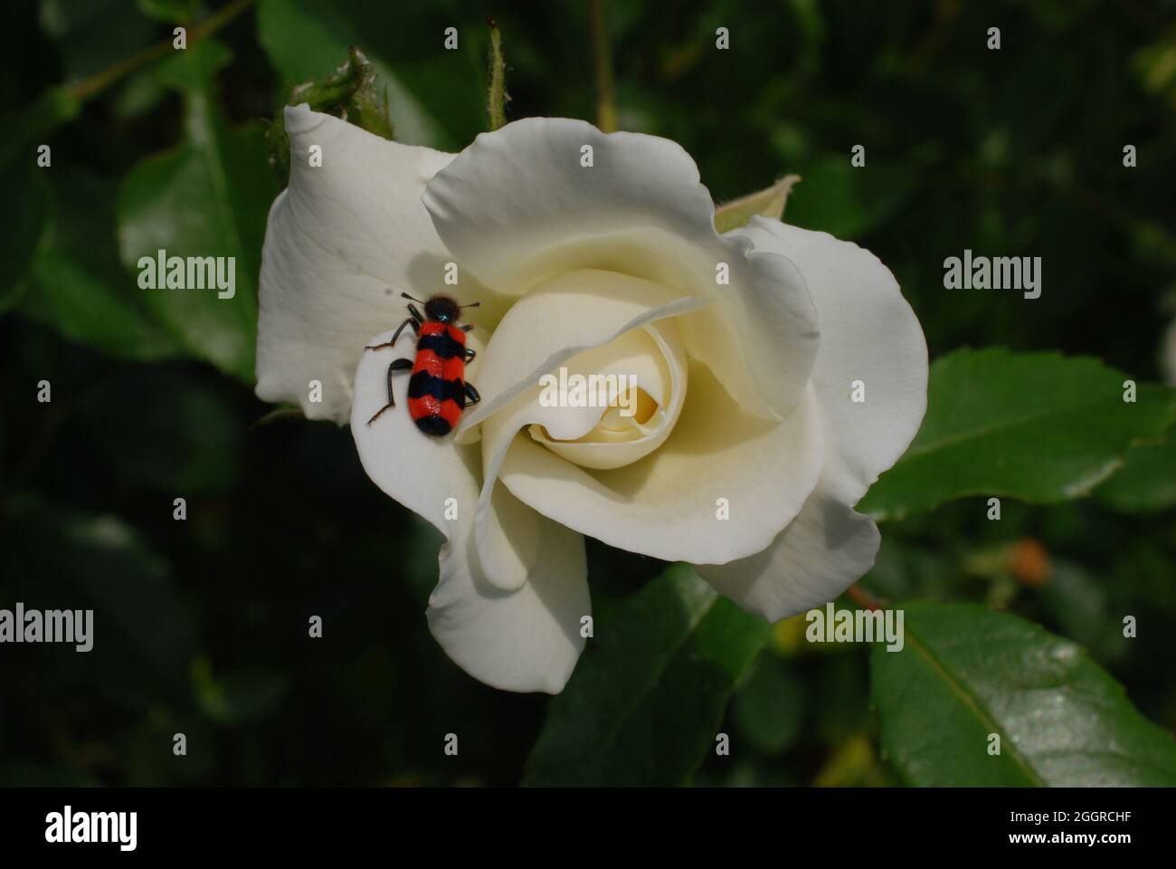 Closeup shot of a beetle on a white rose Stock Photo