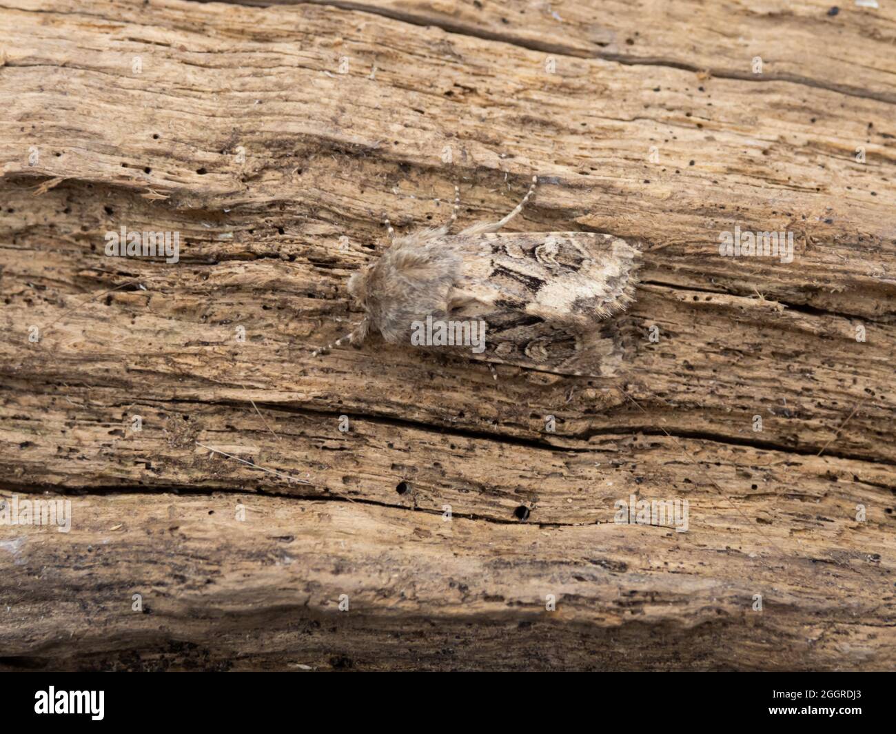 Luperina testacea, the Flounced Rustic Moth, perched on a log Stock ...