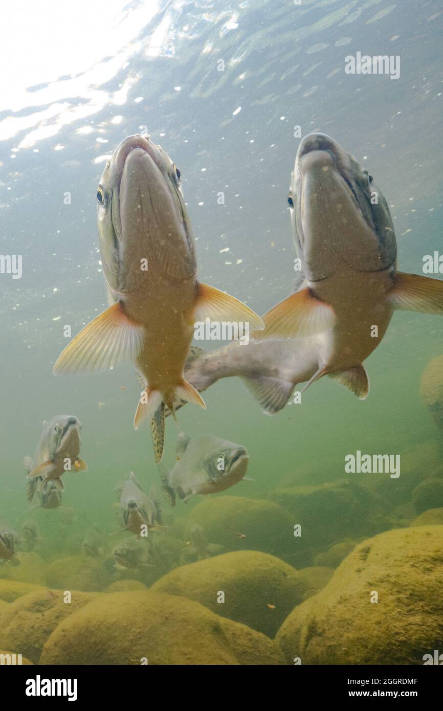 male and female pink salmon. Stock Photo