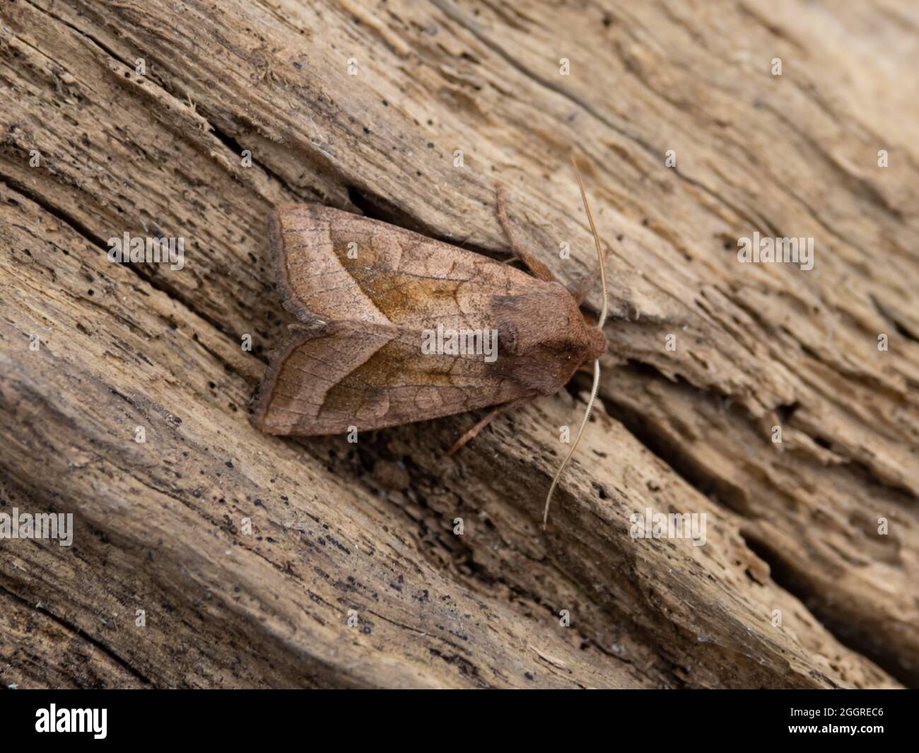 Hydraecia micacea, the Rosy Rustic Moth, perched on a log. Stock Photo