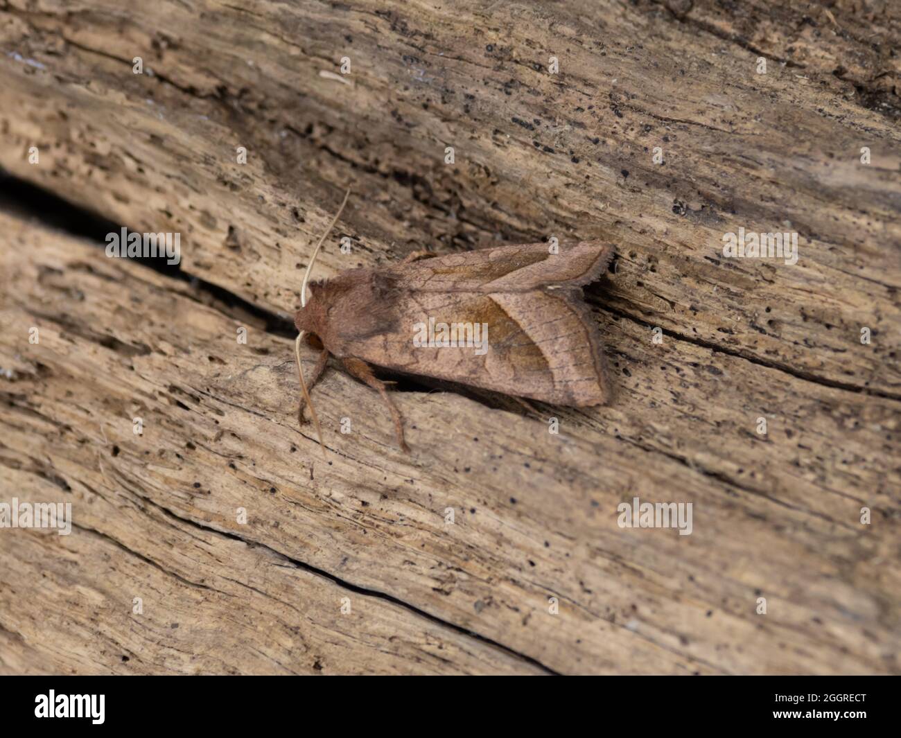 Hydraecia micacea, the Rosy Rustic Moth, perched on a log. Stock Photo