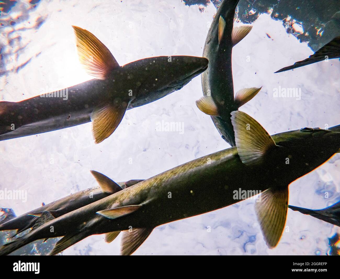 Botton top view of a school of wild salmon. Stock Photo