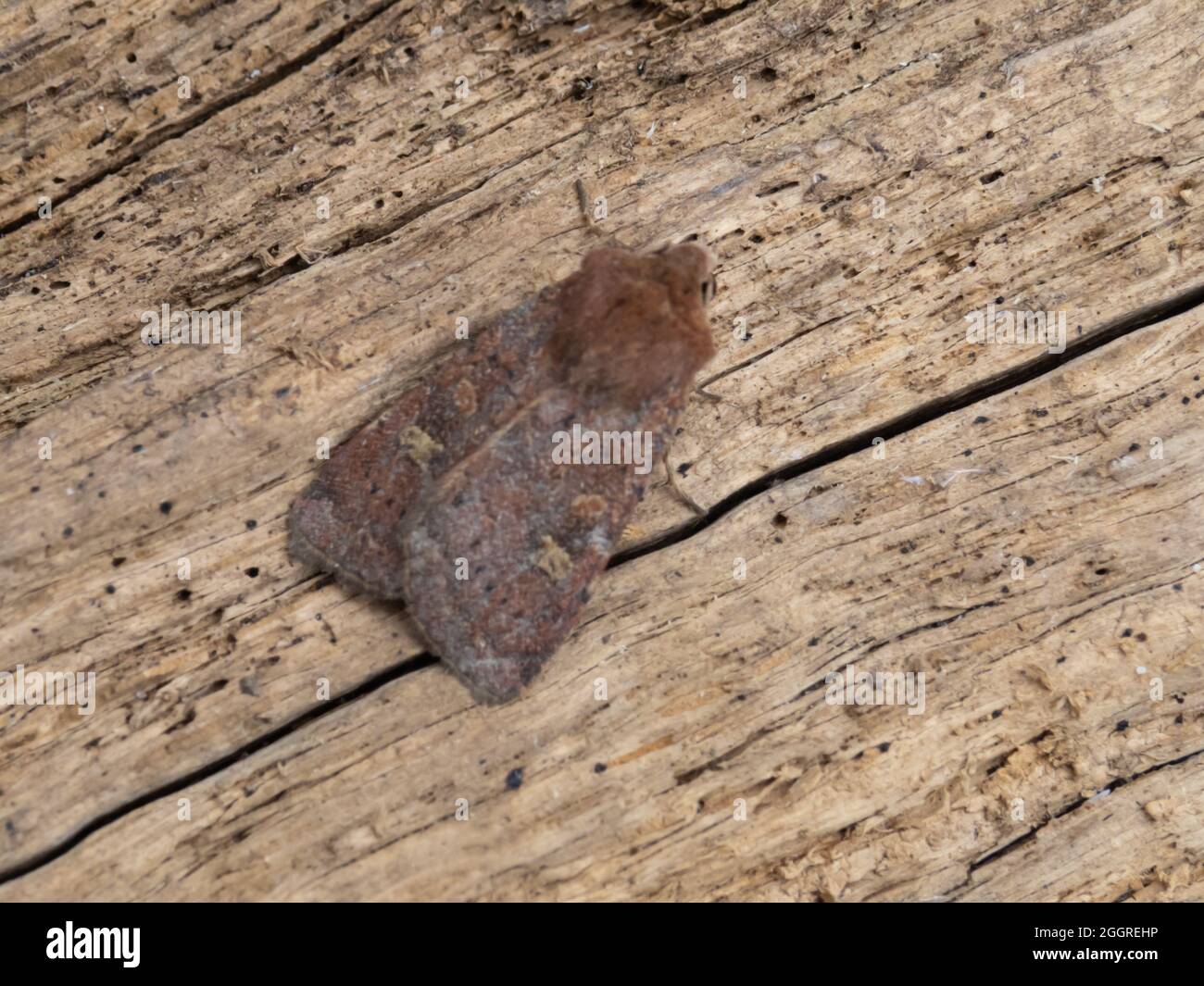 Xestia xanthographa the Square-spot Rustic Moth, perched on a log. Stock Photo