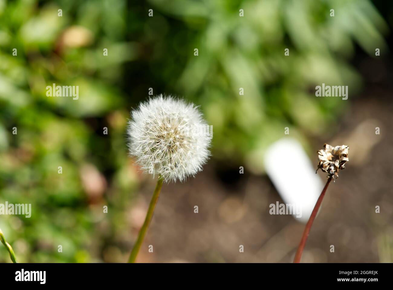 white fluffy dandelion Taraxacum officinale on a green and brown blurred background. Stock Photo