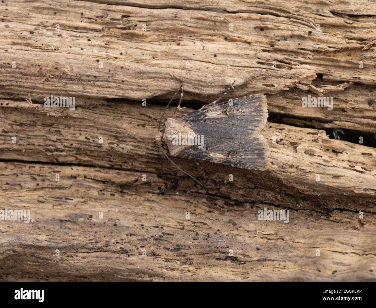 Agrotis puta, the Shuttle-shaped Dart, perched on a log. Stock Photo
