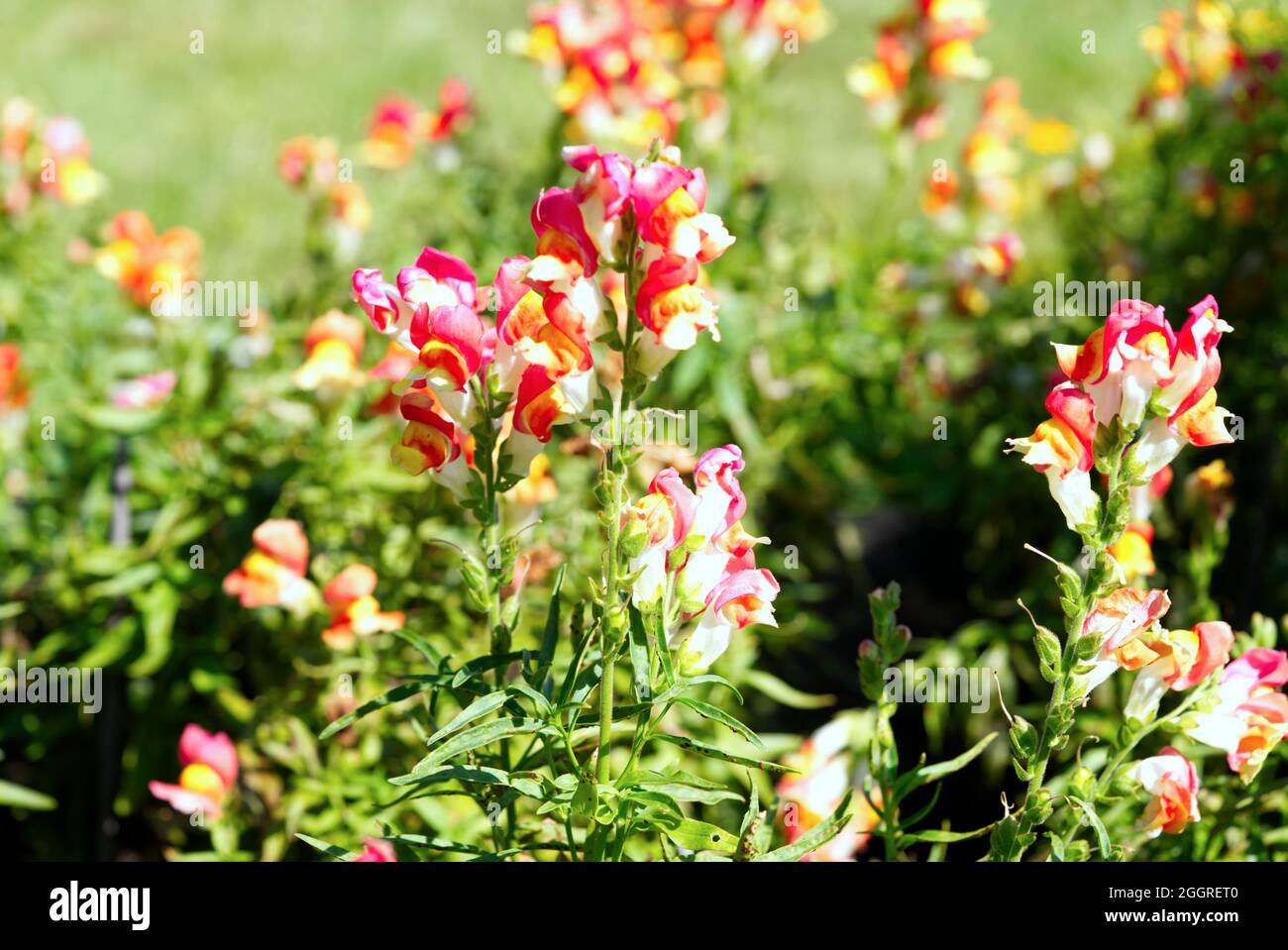 Snap dragon or Antirrhinum majus flowers blooming in garden Stock Photo