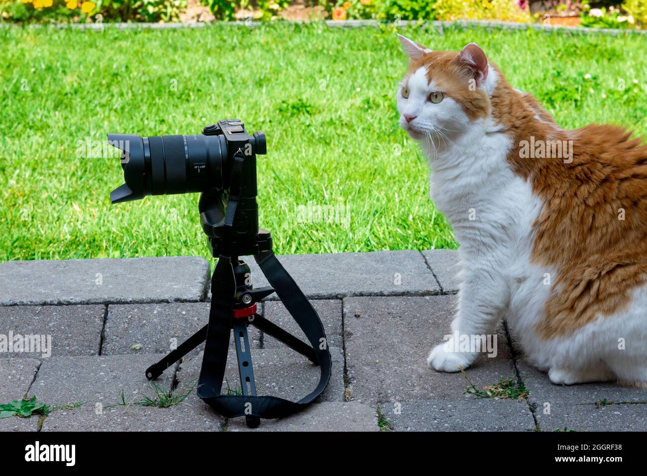 Joke, cats with a camera in the backyard have a photo session and take ...