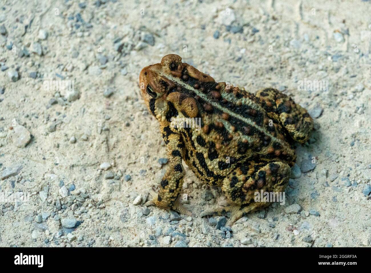 Frog jumped hi-res stock photography and images - Alamy