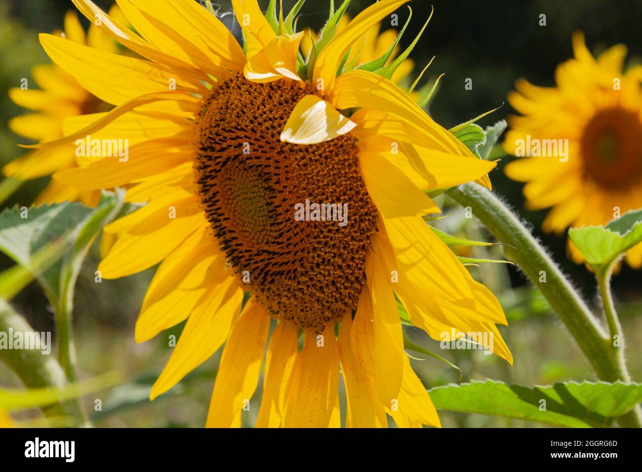Close-up of a blooming sunflower growing in a field Stock Photo - Alamy