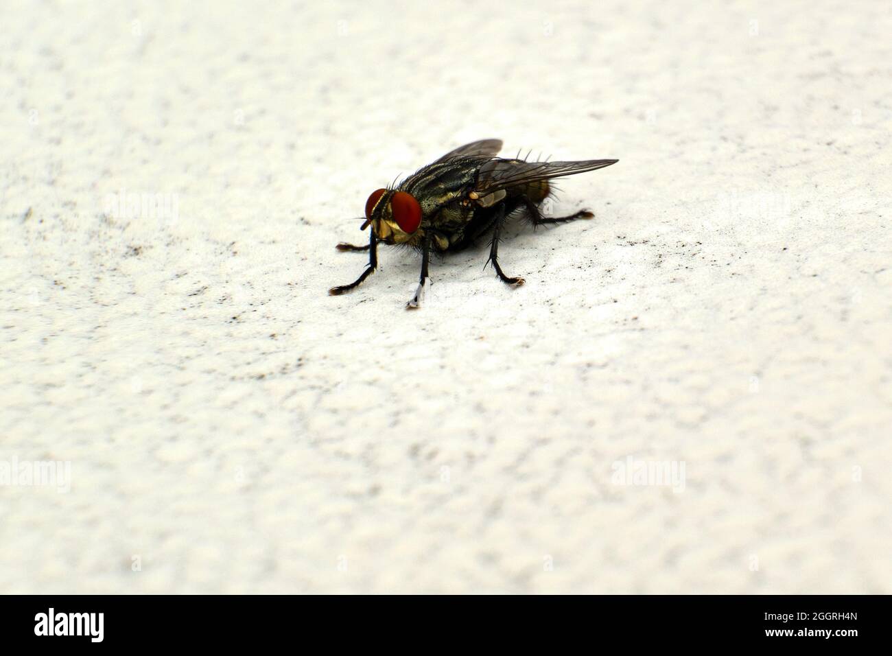 Flesh fly with a white and black background Stock Photo