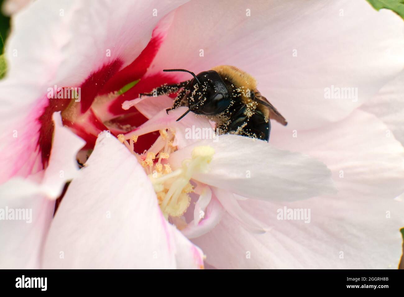 Eastern carpenter bee pollinates pink flowers Stock Photo