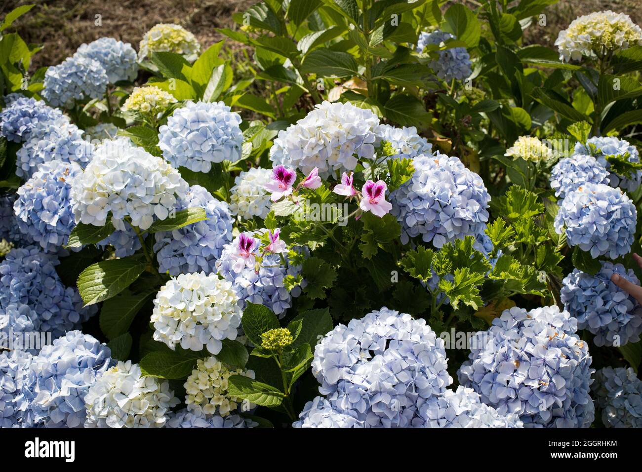 Group of blue hydrangea flowerheads between green leaves and a white