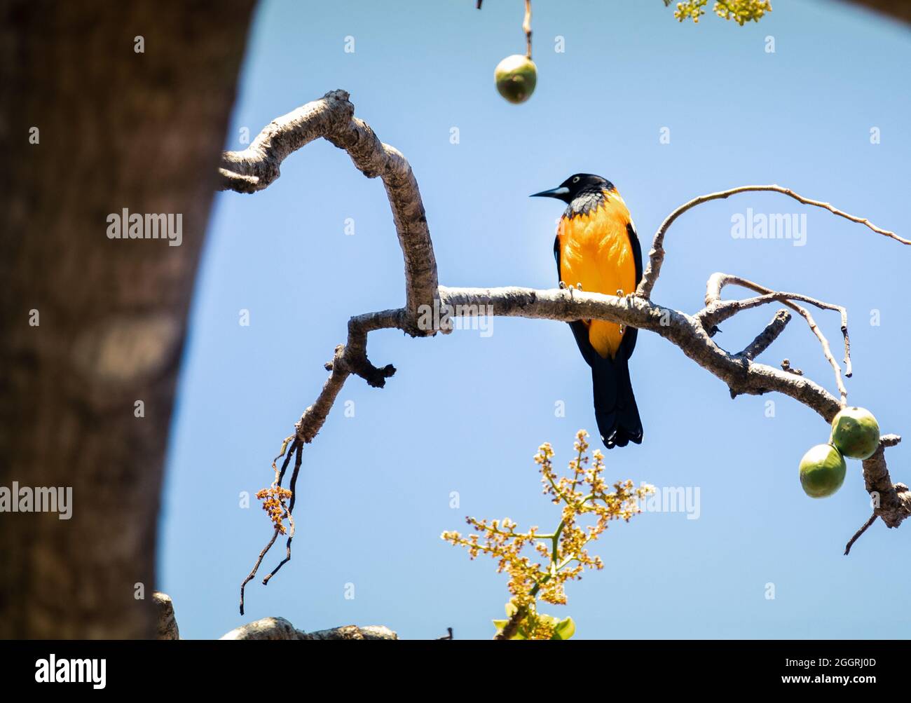 Corrupiao Also Known As Sofre Or Concriz This Bird Has A Melodious Songbird And Has The Capability Of Imitating Other Birds Songs And Sounds Stock Photo Alamy