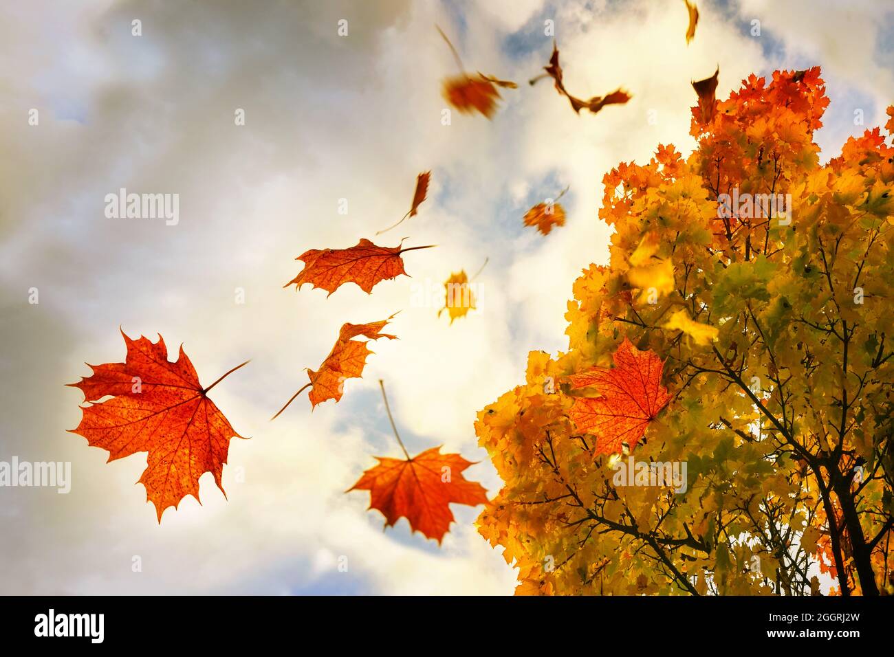 Red and golden colored autumn leaves falling down from a maple tree, sky with clouds and copy space, motion blur, selected focus, narrow depth of fiel Stock Photo