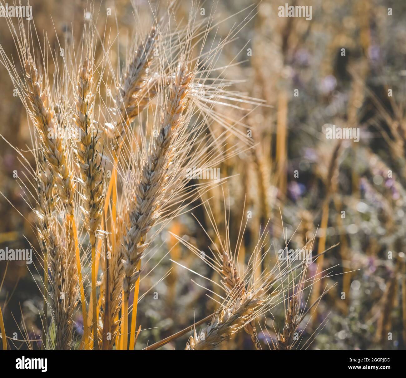 Field sown with wheat ready to harvest, La Pampa Province , Patagonia , Argentina. Stock Photo