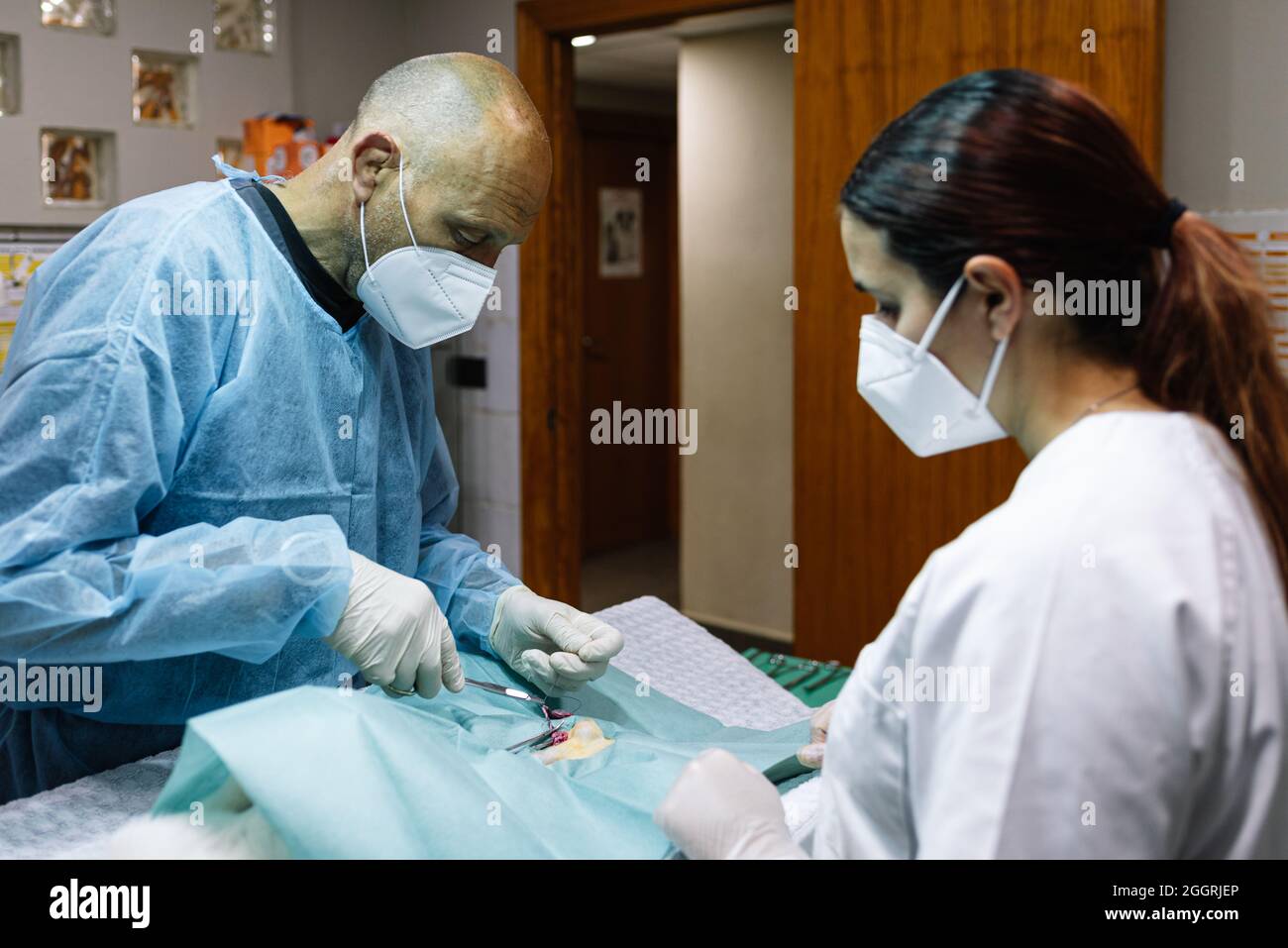 Veterinary surgeons performing a surgery on a pet in an operating room. Stock Photo