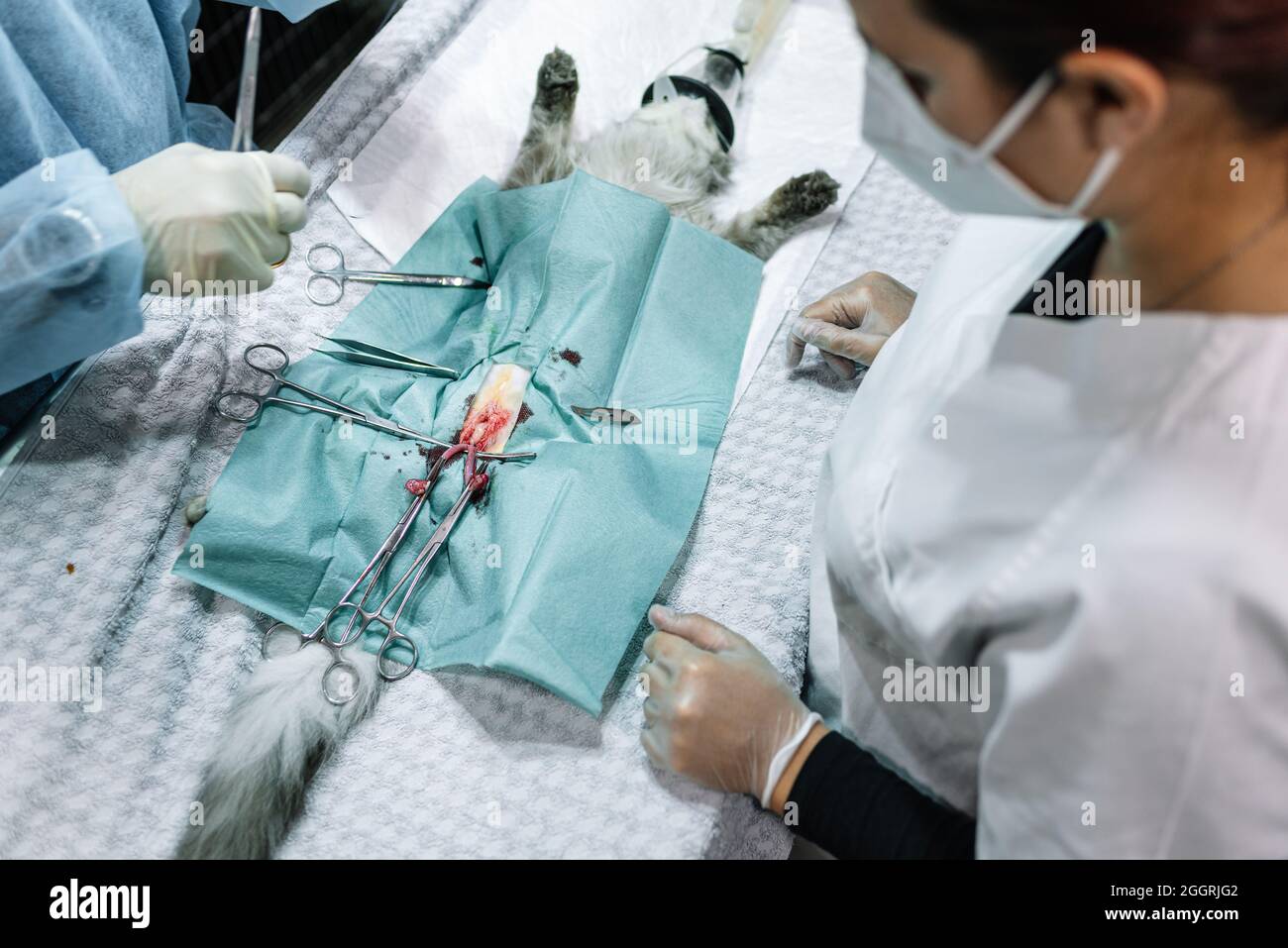 Team of veterinarians surgeons operating an animal in a veterinary clinic. Stock Photo