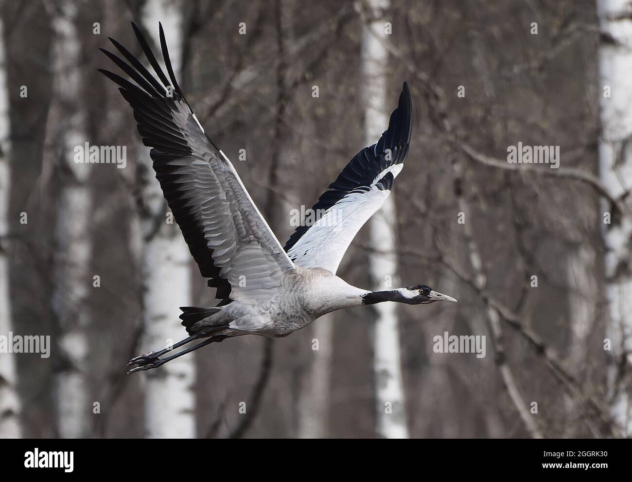 Common Crane (Eurasian crane) flying in the leafless forest with birch trees visible on the background beginning of May in Western Finland. Stock Photo