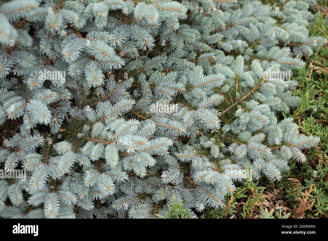 Coniferous plant in the garden. Garden pine. Miniature spruce tree. Pine needles background. Stock Photo