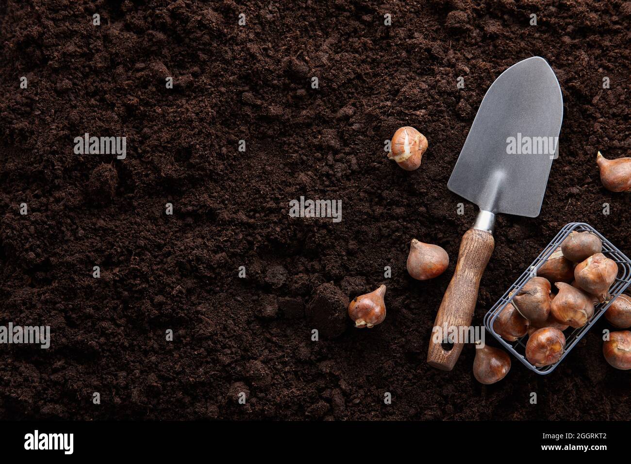 Planting tulip bulbs in soil with hand tools Stock Photo