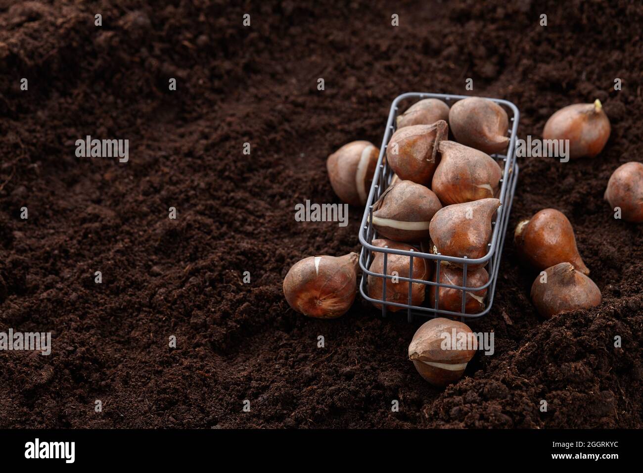Planting tulip bulbs on ground background, copy space Stock Photo Alamy