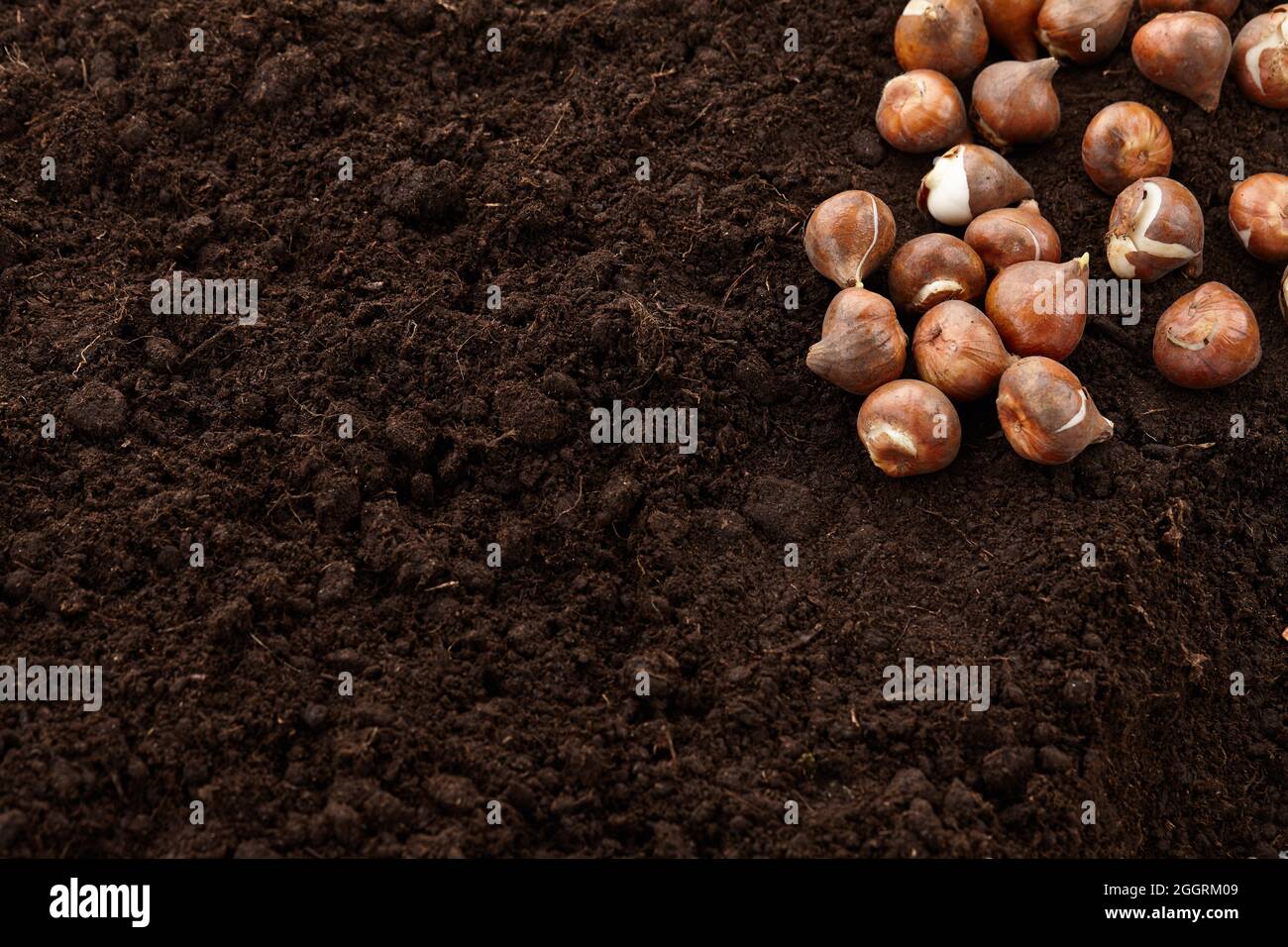 Planting tulip bulbs on ground background, copy space Stock Photo Alamy