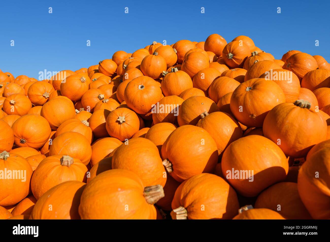 Pumpkins in a pile hi-res stock photography and images - Alamy