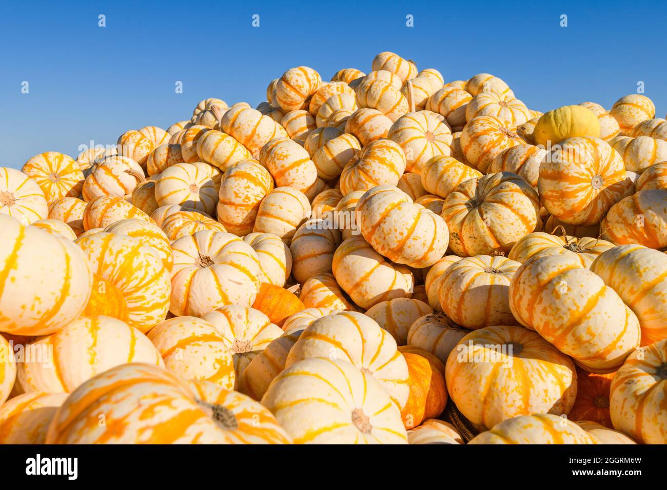 A large pile of the winter squash tiger strips pumpkins under a clear blue sky Stock Photo