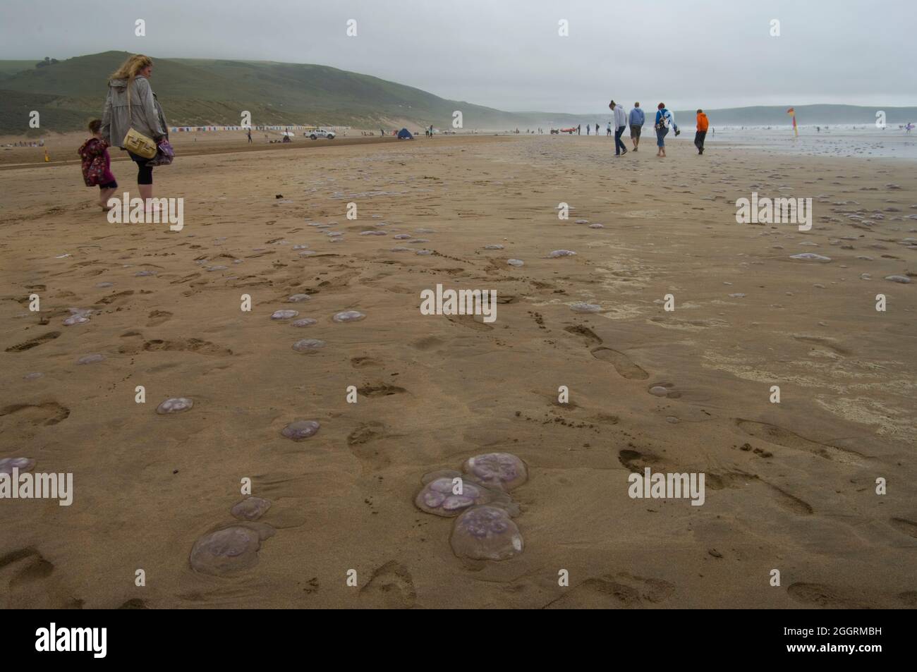 Jellyfish on Woolacombe Beach, Devon, UK Stock Photo