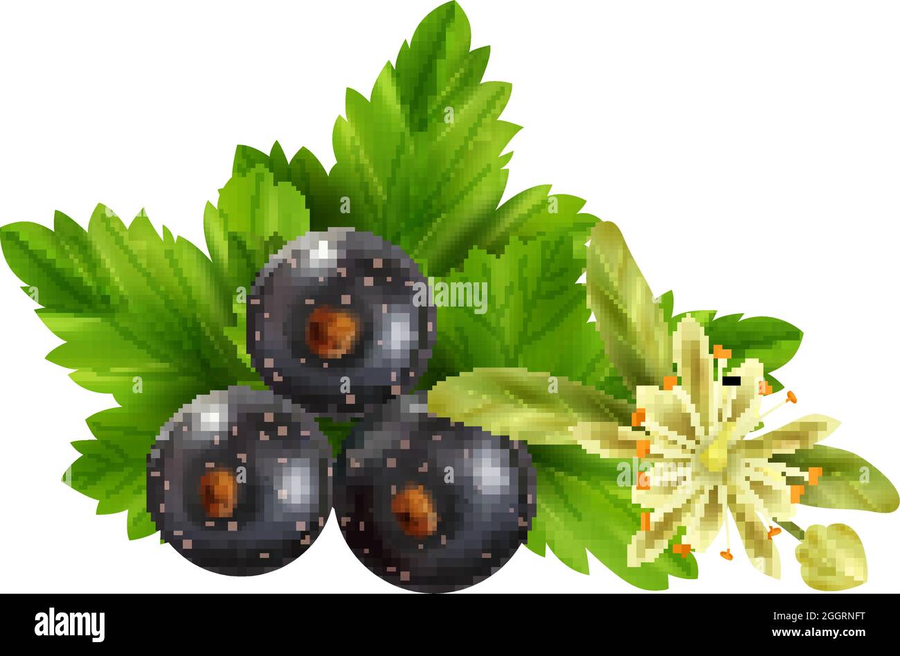 Realistic herbal tea ingredients with leaves black currant berries and linden flower vector
