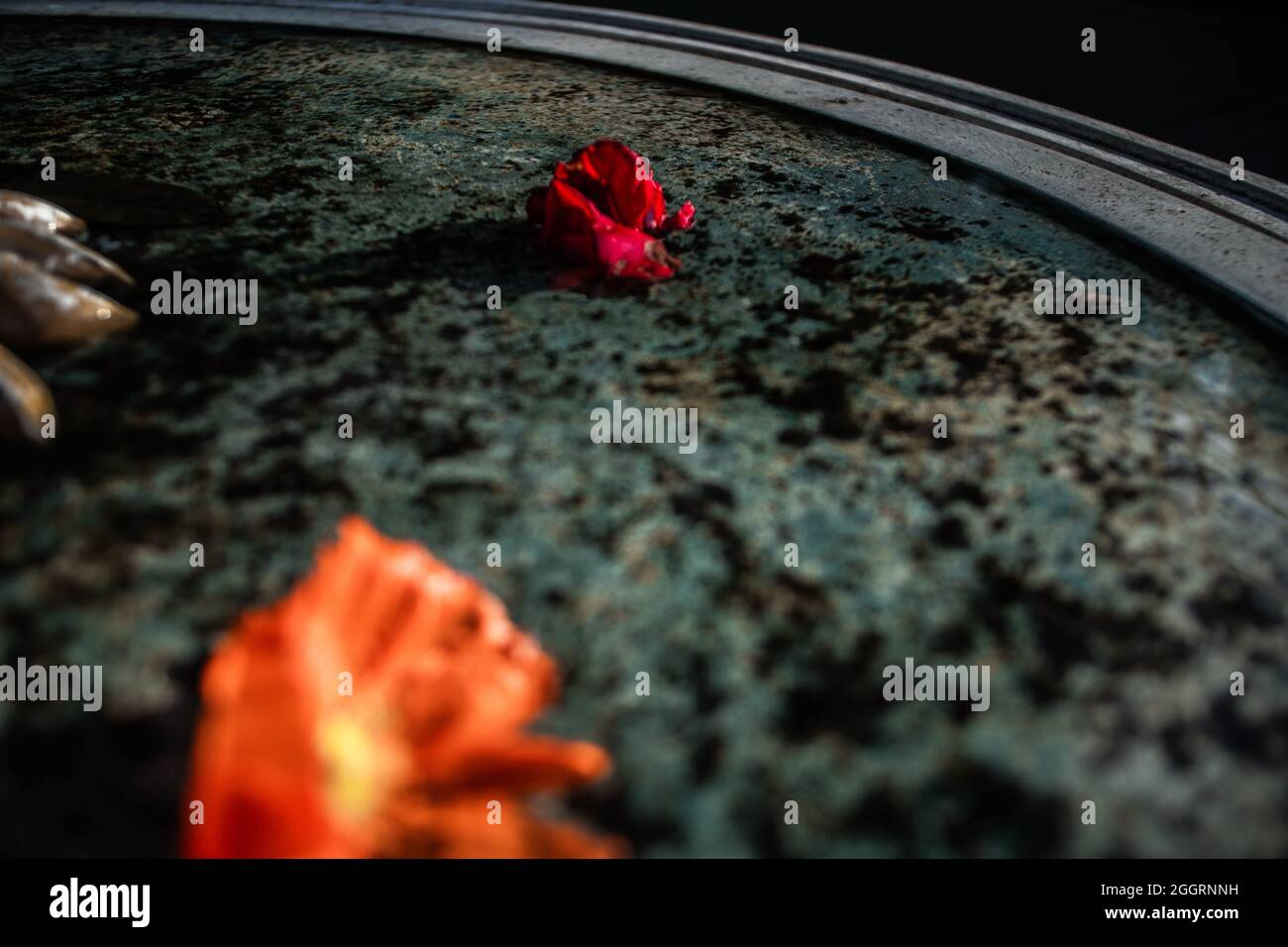 Rose floating in the water Stock Photo